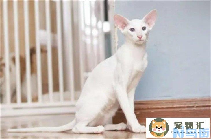 东方短毛猫5000元贵吗