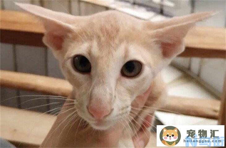 东方短毛猫6000元贵吗