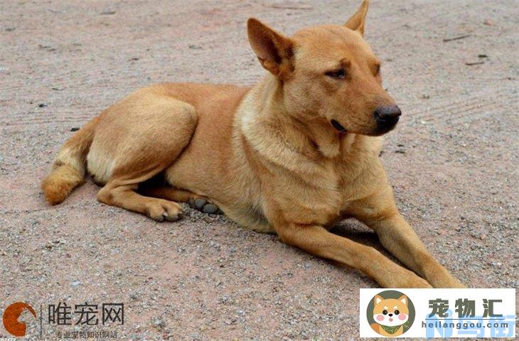 中华田园犬可以办狗证吗