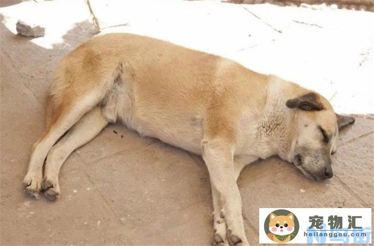 为什么老年犬不建议打狂犬 怎么判断是否携带病毒