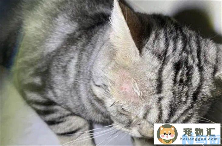 红霉素可以用来给猫擦猫癣吗 用什么药好