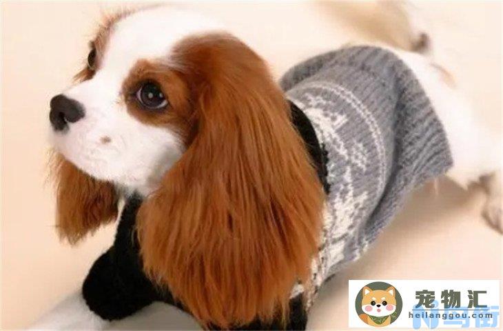 查理王小猎犬3000元贵吗