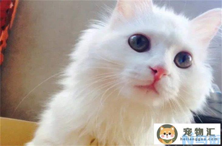 临清狮子猫600元贵吗