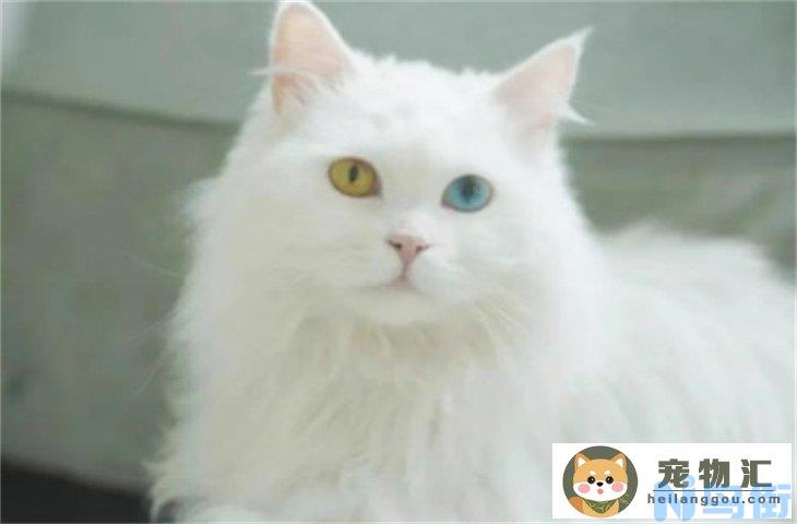 临清狮子猫400元贵吗