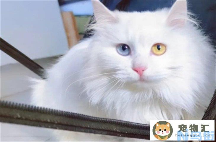 临清狮子猫500元贵吗