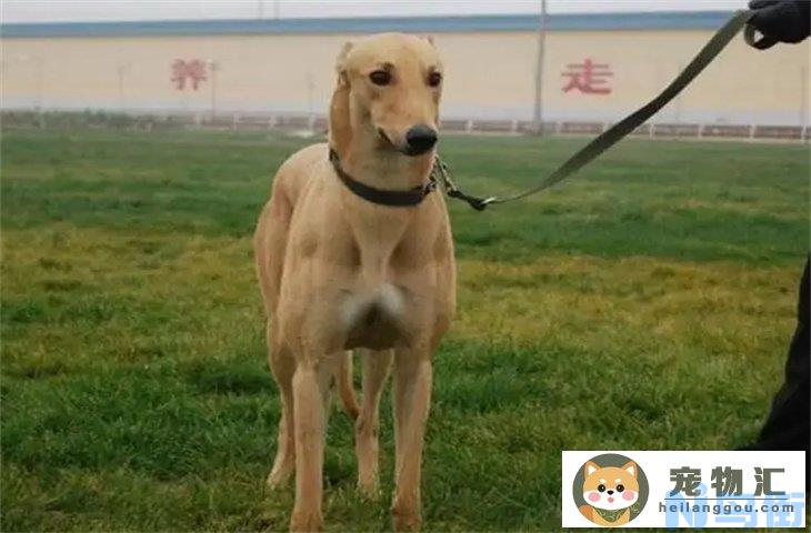 格力犬好不好养 多少钱一只