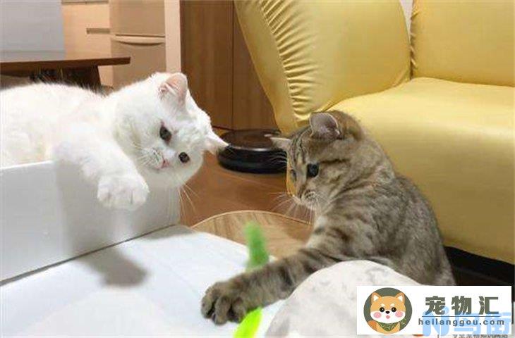 狸花猫攻击性太强怎么办 为什么那么凶