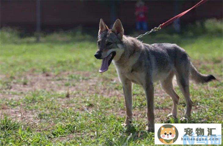 捷克狼犬多少钱一条 在中国禁养吗