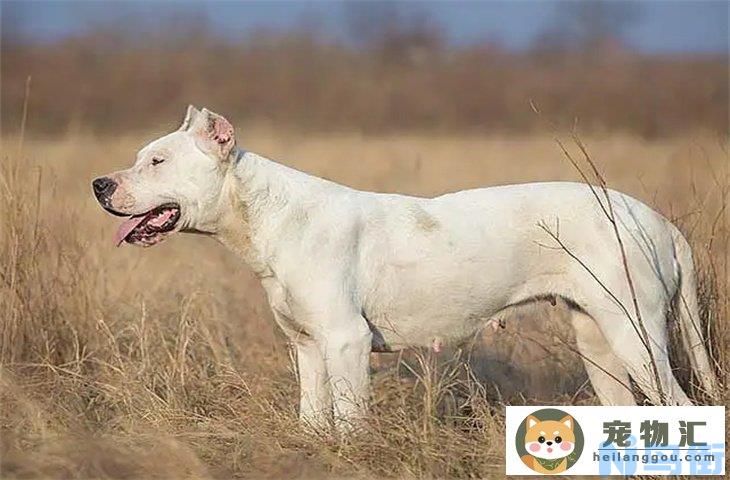 养杜高犬需要准备什么 适合家养吗