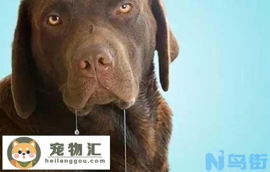 高加索犬会攻击家人吗