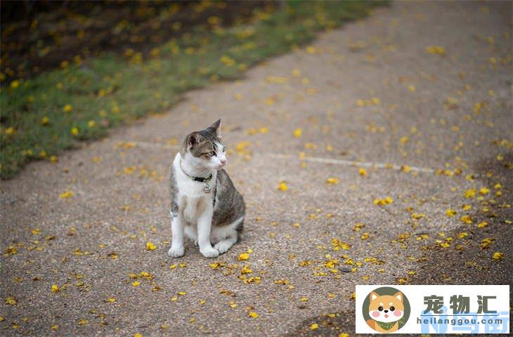 母狸花猫为什么比较凶 多大才能变温顺