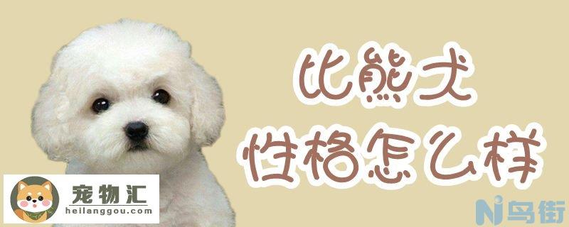 比熊犬性格怎么样