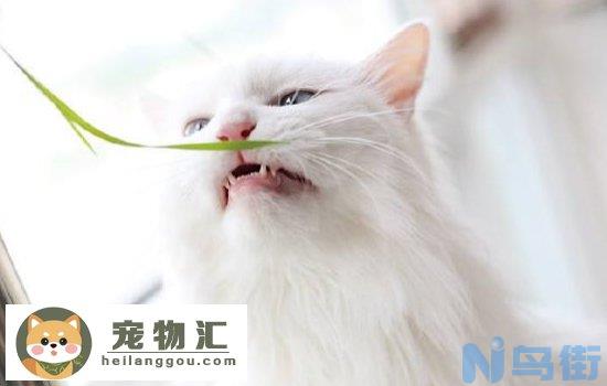 波斯猫为什么不能养 这三个原因是关键