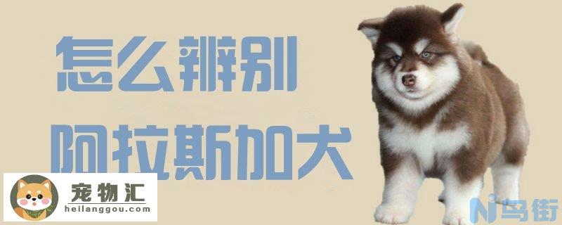 怎么辨别阿拉斯加犬