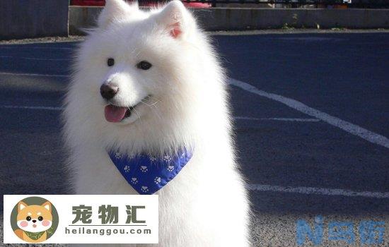 爱斯基摩幼犬价格 爱斯基摩犬的价格