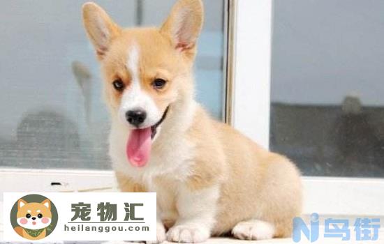 柯基犬怎么看品相 选柯基前这几点你可得好好看看！