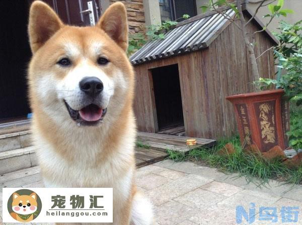 日本秋田犬价格 日本秋田犬价格多少钱一只