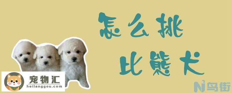 怎么挑比熊犬