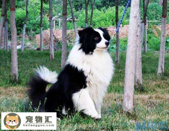 陨石边境牧羊犬价格 边境牧羊犬陨石价格