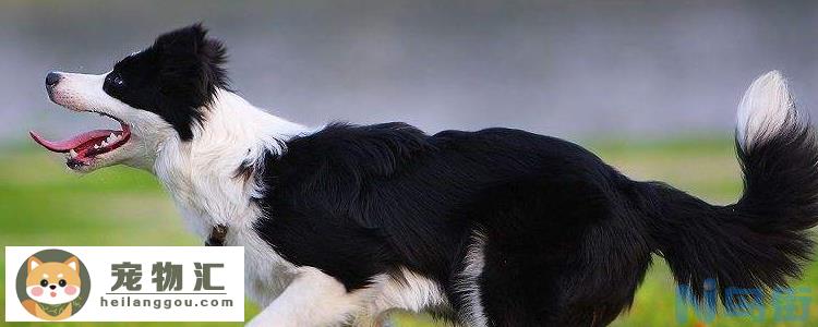 边境牧羊犬体味程度 合理护理是没问题的！