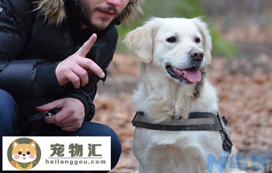 怎么给狗办工作犬证 给狗狗办理工作犬证攻略