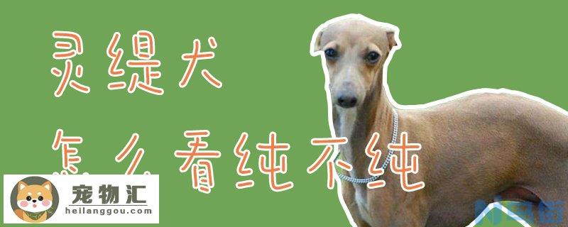 灵缇犬怎么看纯不纯