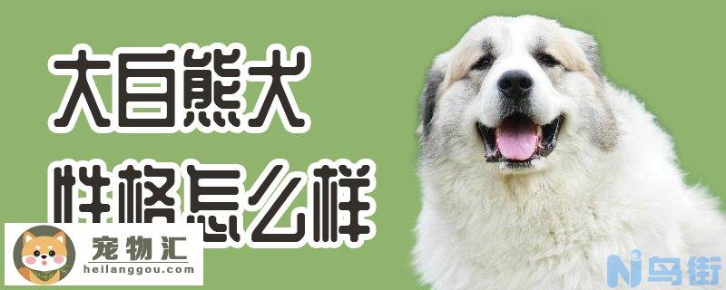 大白熊犬性格怎么样