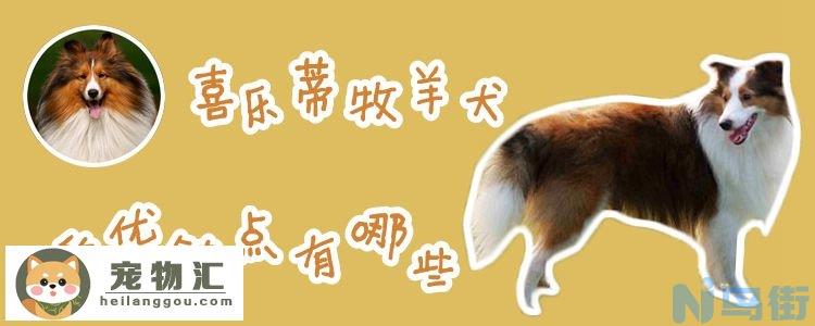 喜乐蒂牧羊犬优缺点有哪些