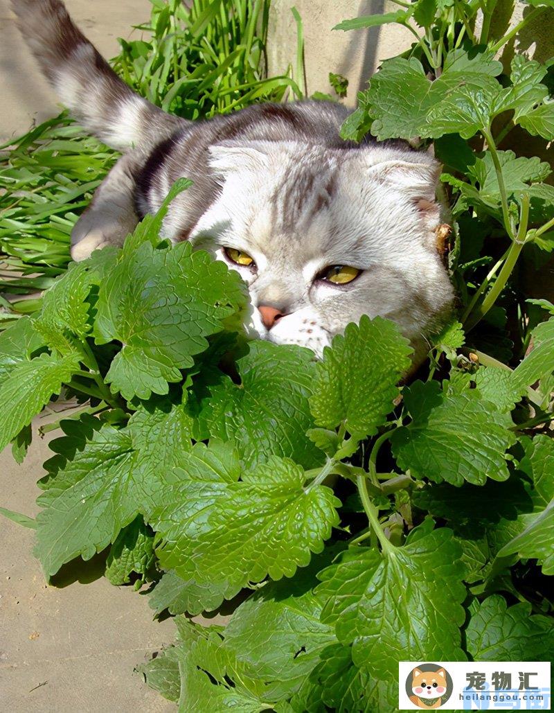 粉末状的猫薄荷怎么用(猫薄荷粉末有什么用)