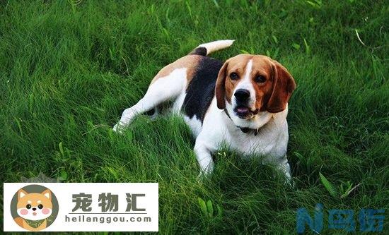 比格犬性格好不好 比格犬性格特点介绍