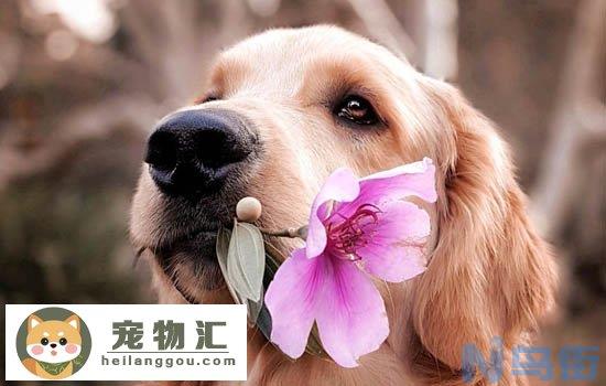 比格犬和史宾格的区别