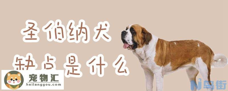 圣伯纳犬缺点是什么