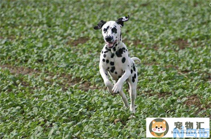 两个月的大麦町犬怎么养 适合家养吗