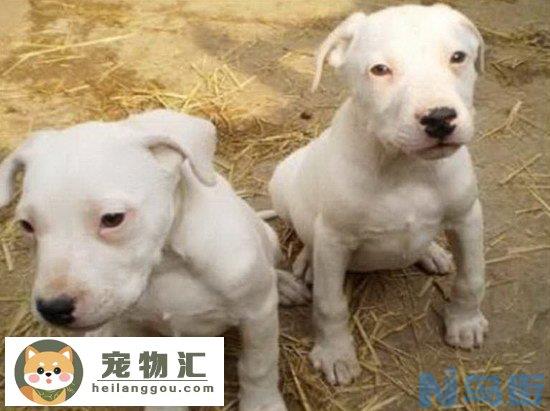 杜高犬价格是多少 杜高犬多少钱一只