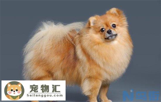 银狐犬和博美的区别