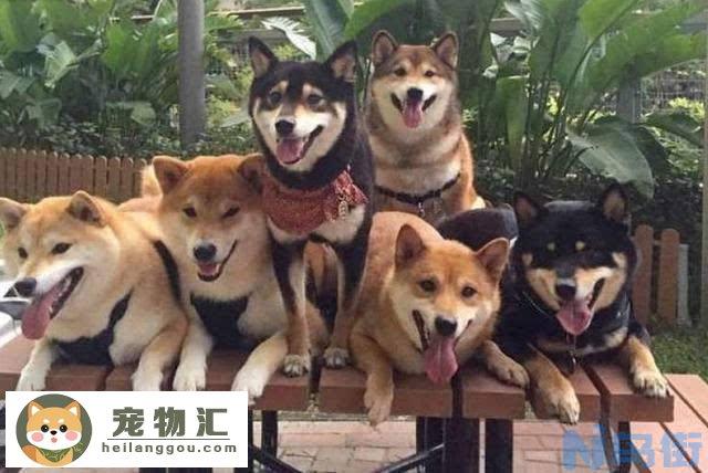 日本柴犬价格 日本柴犬价格多少钱一只