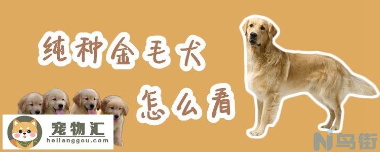 纯种金毛犬怎么看