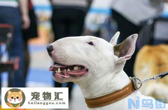 斗牛梗怎么看纯不纯 纯种斗牛梗犬挑选方法