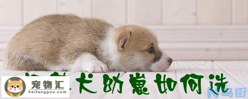 柯基犬幼崽如何选