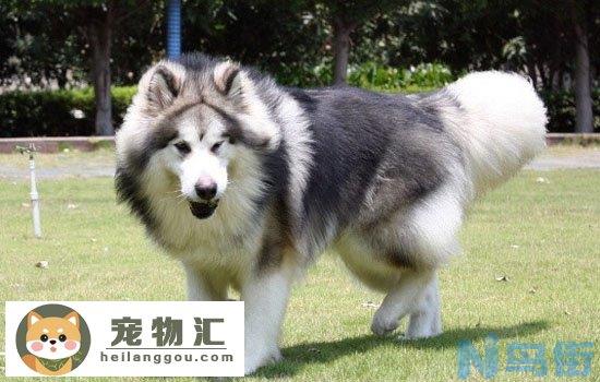 阿拉斯加犬的价格 成年阿拉斯加犬价格