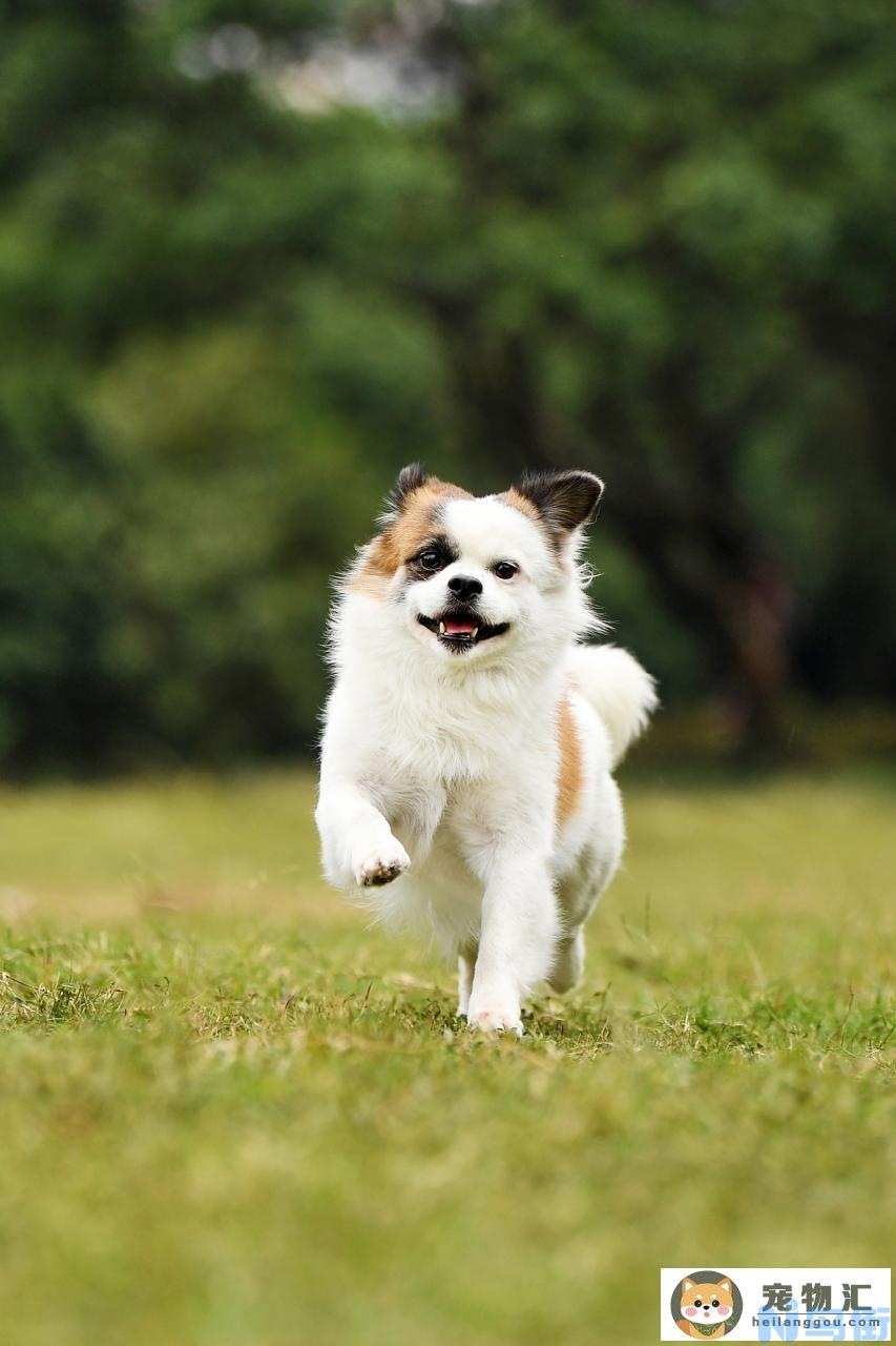 狗狗怀孕生产前什么症状(狗狗生产前期有什么症状)