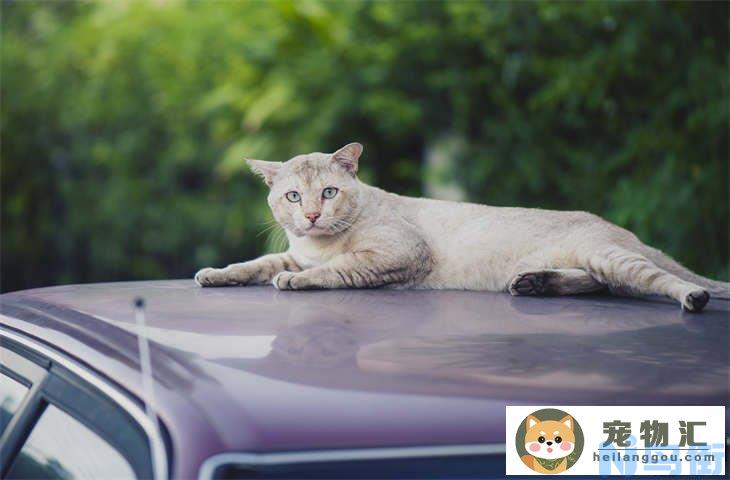 猫粮被雨水泡了还能吃吗