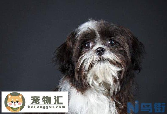 西施犬为什么叫西施犬