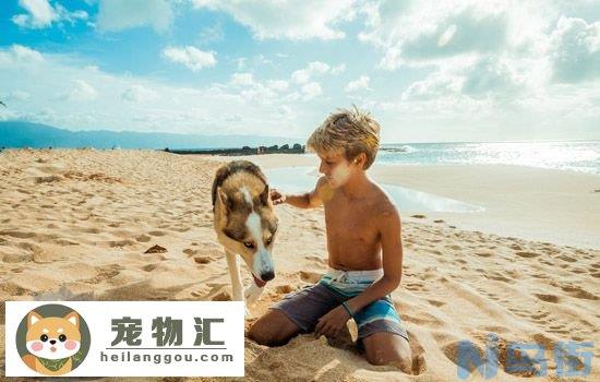 美国可卡犬性格好不好 美国可卡犬性格分析