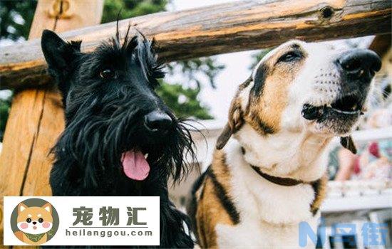 纯种犬好还是杂交犬好 纯种的狗不一定比杂交狗好