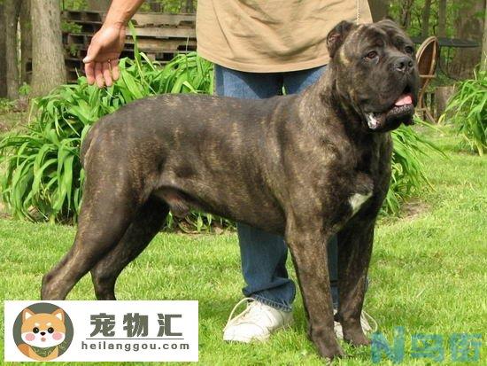 卡斯罗犬多少钱一只 卡斯罗犬价格介绍