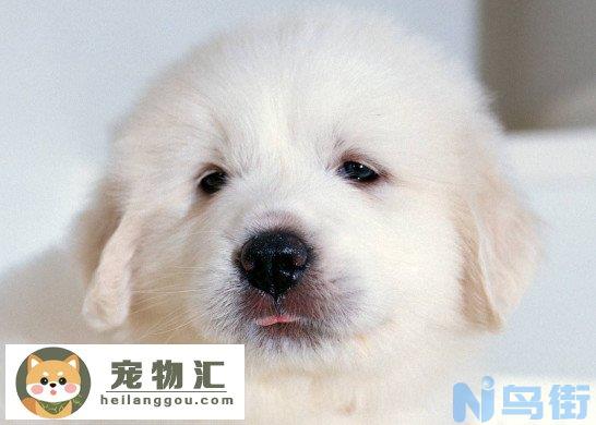 大白熊犬的价格是多少