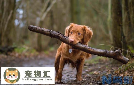 伯瑞犬性格特征