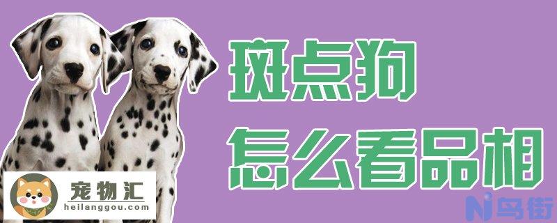 斑点狗怎么看品相