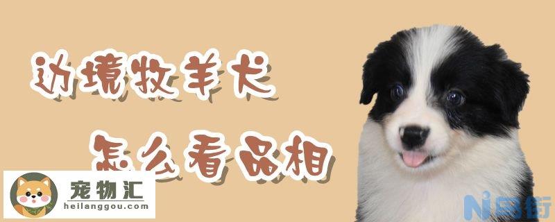 边境牧羊犬怎么看品相